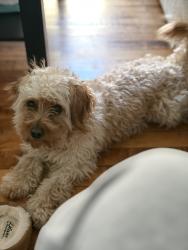 Lost Male Dog last seen Near south Kansas ave, Milwaukee, WI 53207