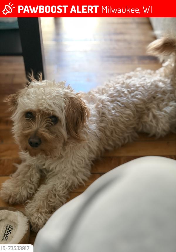 Lost Male Dog last seen Near south Kansas ave, Milwaukee, WI 53207