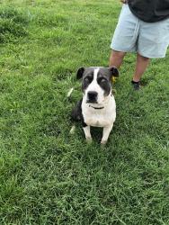 Reunited Male Dog last seen Little Mountain Rd, Neal Hawkins, McCarver Rd, Hemphill Rd, Forington Ln, Gastonia, NC 28056