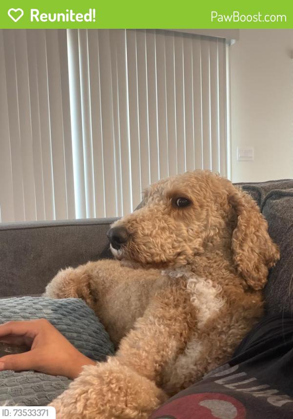 Reunited Male Dog last seen Peacock plume Henderson NV, Henderson, NV 89011