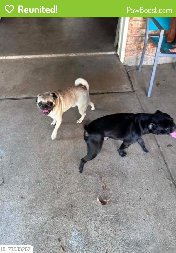 Reunited Male Dog last seen Gunn Junior High School, Arlington, TX 76015