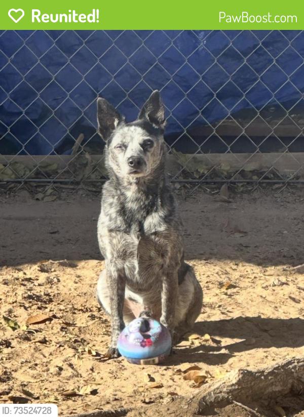 Reunited Male Dog last seen Central and University blvd Alb NM, Albuquerque, NM 87106