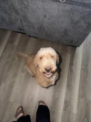 Reunited Male Dog last seen Peacock plume Henderson NV, Henderson, NV 89011