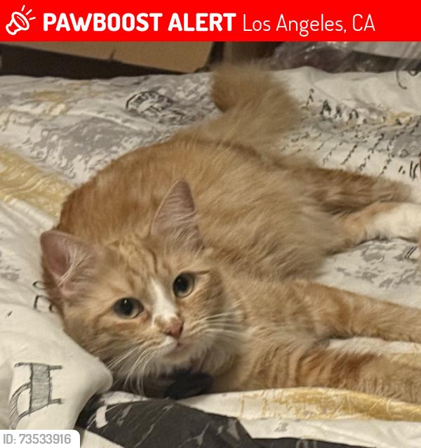 Lost Female Cat last seen Cahuenga Blvd and Kling Street, Los Angeles, CA 91602