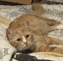 Lost Female Cat last seen Cahuenga Blvd and Kling Street, Los Angeles, CA 91602
