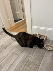 Reunited Female Cat last seen Washburn Ave, Wilson Ave, Roger Williams Ave, Glenlyon Playground, East Providence, RI 02916