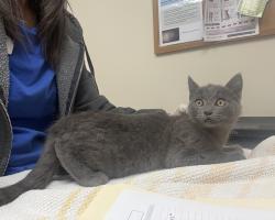 Shelter Stray Male Cat last seen Near Pisces Avenue, LIVERMORE, CA, 94551, 4651 Gleason Dr, Dublin, CA 94568, USA