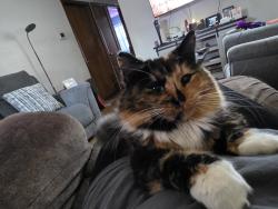 Lost Female Cat last seen 117th and Olive, Coon Rapids, MN 55433