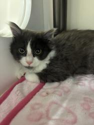 Shelter Stray Female Cat last seen Near W Perschon Circle, Bluffdale, UT, 84065, 511 W 3900 S, Salt Lake City, UT 84123, USA