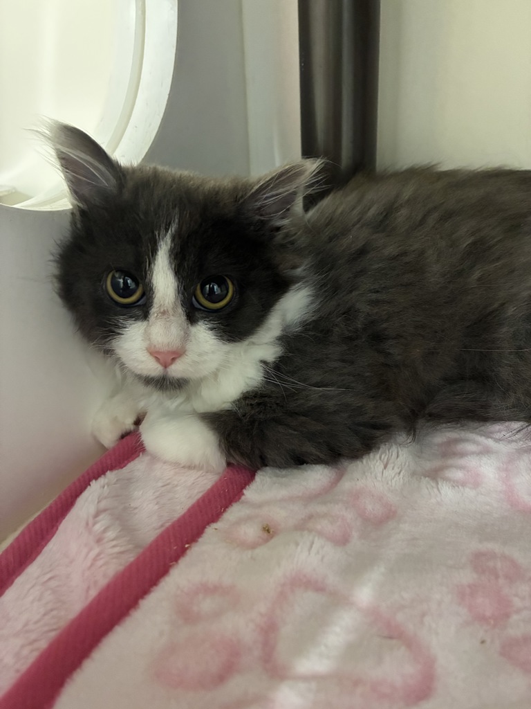 Shelter Stray Female Cat last seen Near W Perschon Circle, Bluffdale, UT, 84065, 511 W 3900 S, Salt Lake City, UT 84123, USA