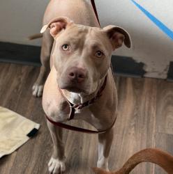 Shelter Stray Female Dog last seen Near California Street, Imperial Beach, CA, 91932, 5500 Gaines St, San Diego, CA 92110, USA