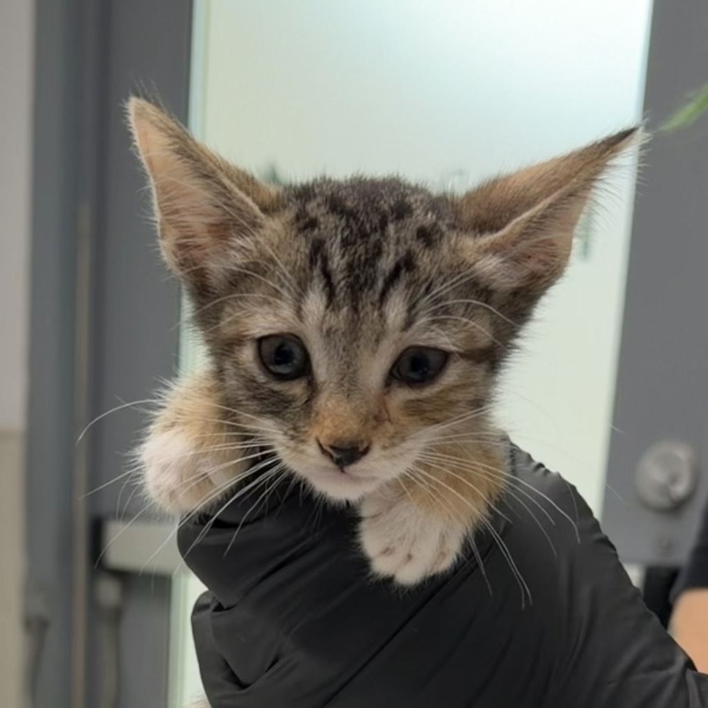 Shelter Stray Female Cat last seen Near Clay Avenue, San Diego, CA, 92113, 5500 Gaines St, San Diego, CA 92110, USA