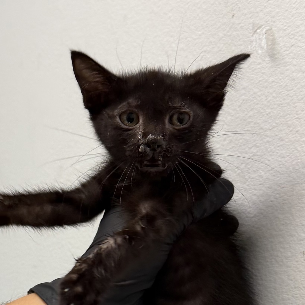 Shelter Stray Female Cat last seen Near Clay Avenue, San Diego, CA, 92113, 5500 Gaines St, San Diego, CA 92110, USA