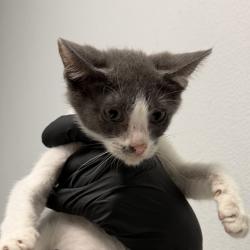 Shelter Stray Female Cat last seen Near Clay Avenue, San Diego, CA, 92113, 5500 Gaines St, San Diego, CA 92110, USA