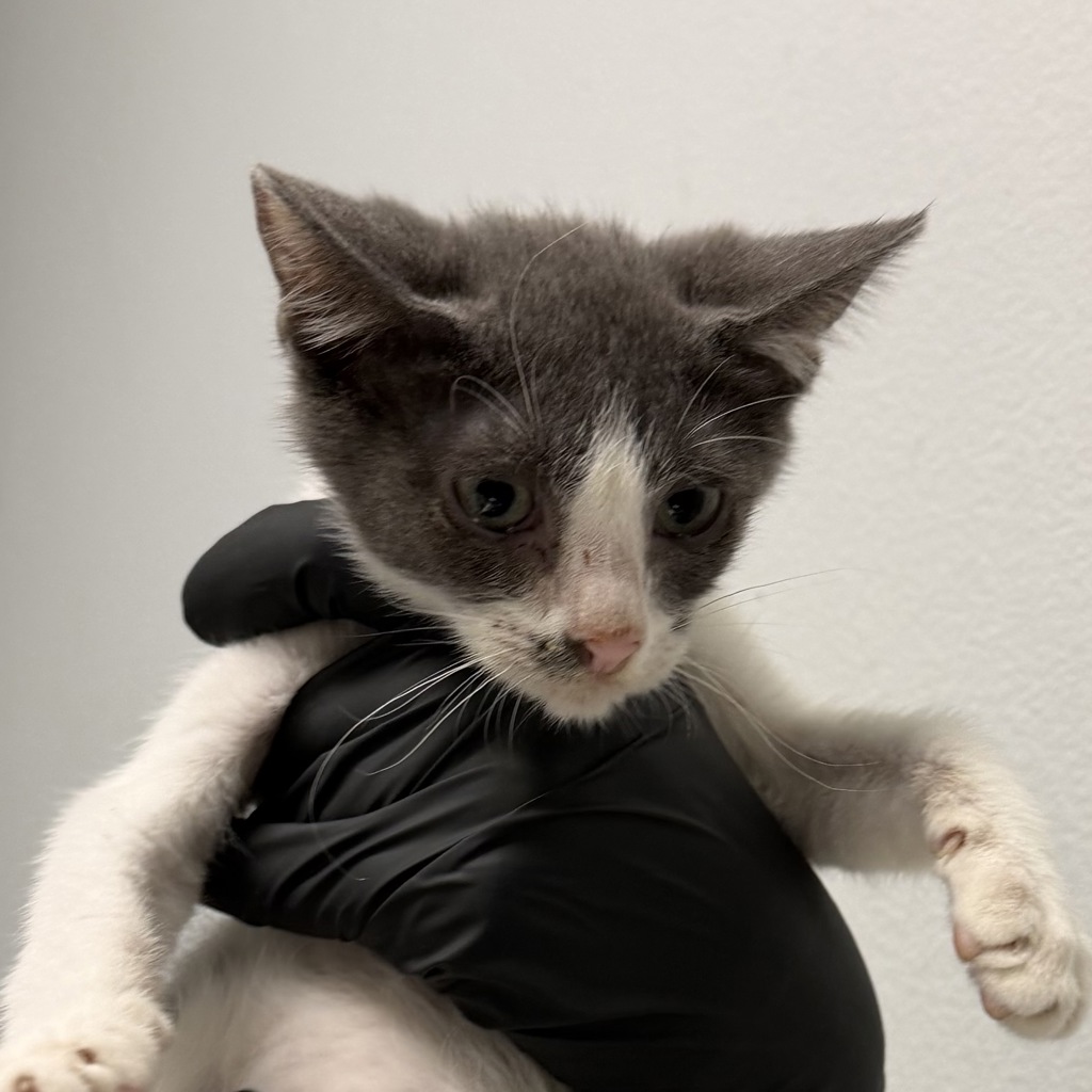 Shelter Stray Female Cat last seen Near Clay Avenue, San Diego, CA, 92113, 5500 Gaines St, San Diego, CA 92110, USA
