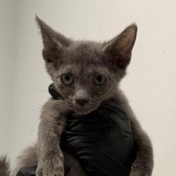 Shelter Stray Female Cat last seen Near Clay Avenue, San Diego, CA, 92113, 5500 Gaines St, San Diego, CA 92110, USA