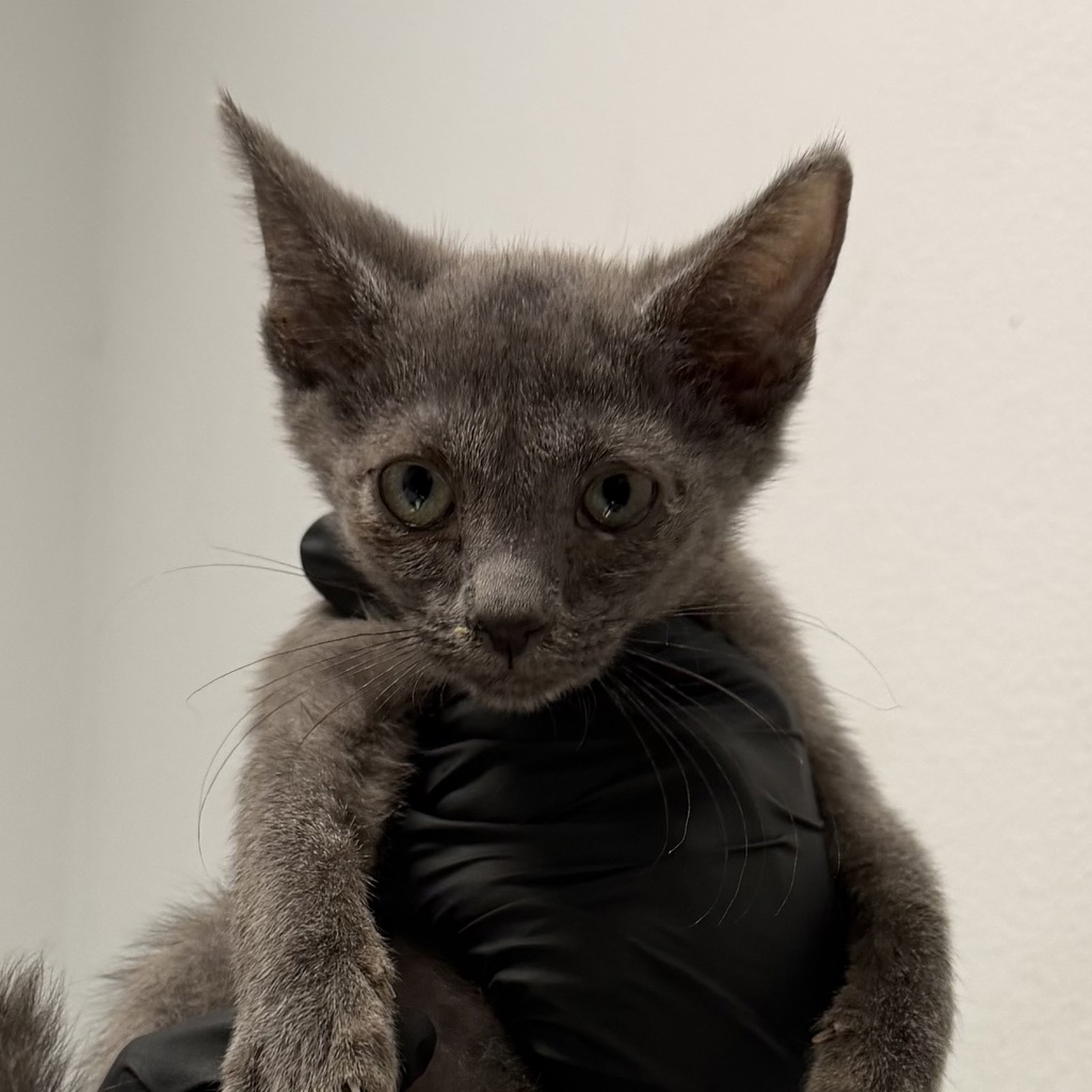 Shelter Stray Female Cat last seen Near Clay Avenue, San Diego, CA, 92113, 5500 Gaines St, San Diego, CA 92110, USA