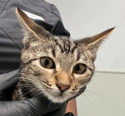 Shelter Stray Female Cat last seen Near Commercial Street, San Diego, CA, 92113, 5500 Gaines St, San Diego, CA 92110, USA