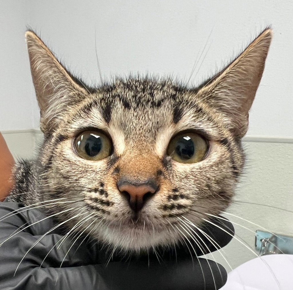 Shelter Stray Female Cat last seen Near Commercial Street, San Diego, CA, 92113, 5500 Gaines St, San Diego, CA 92110, USA
