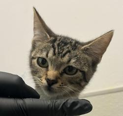 Shelter Stray Female Cat last seen Near Commercial Street, San Diego, CA, 92113, 5500 Gaines St, San Diego, CA 92110, USA