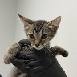 Shelter Stray Female Cat last seen Near Clay Avenue, San Diego, CA, 92113, 5500 Gaines St, San Diego, CA 92110, USA