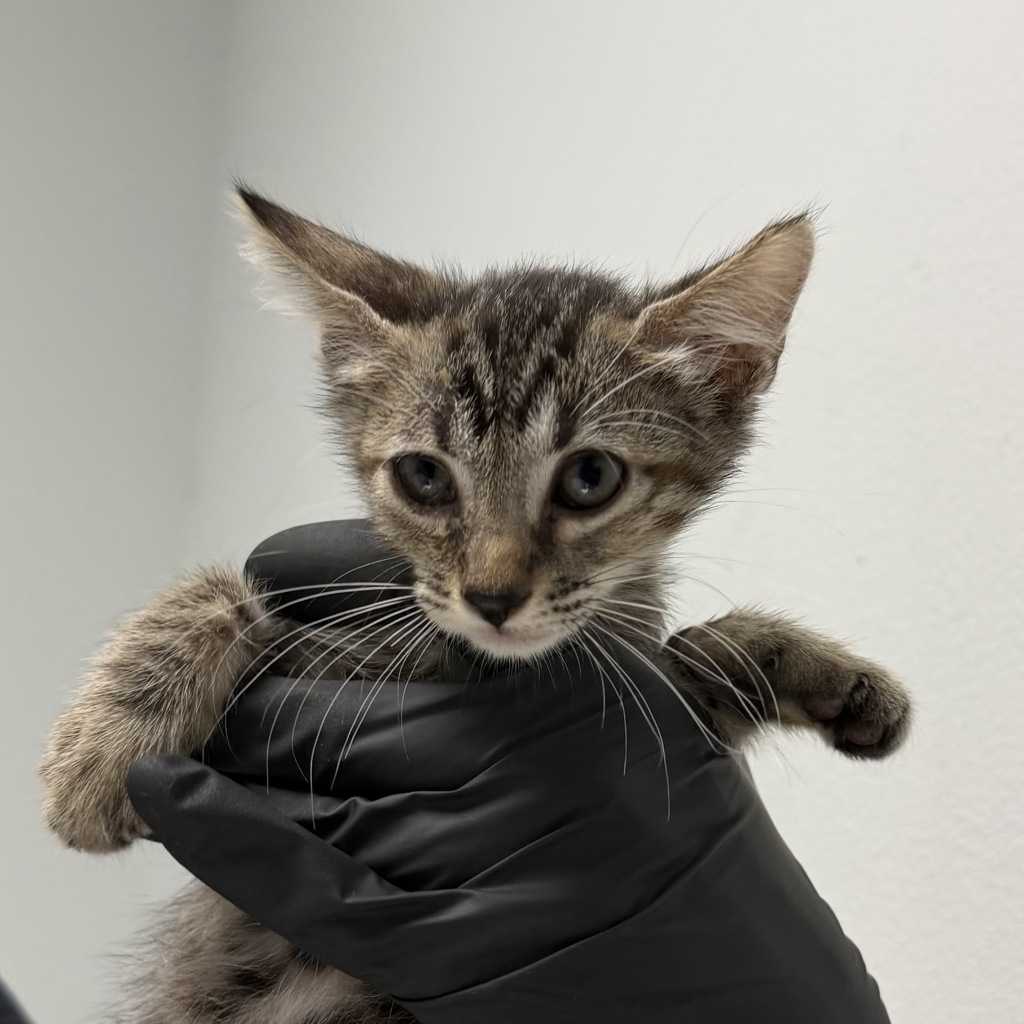 Shelter Stray Female Cat last seen Near Clay Avenue, San Diego, CA, 92113, 5500 Gaines St, San Diego, CA 92110, USA