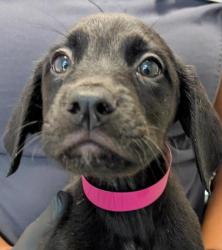 Shelter Stray Male Dog last seen Near Kearny Mesa Road, San Diego, CA, 92126, 5500 Gaines St, San Diego, CA 92110, USA