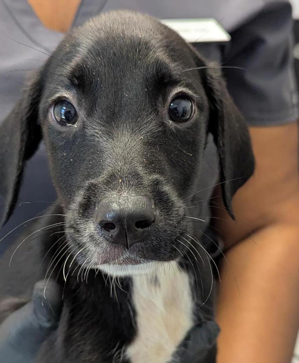 Shelter Stray Male Dog last seen Near Kearny Mesa Road, San Diego, CA, 92126, 5500 Gaines St, San Diego, CA 92110, USA