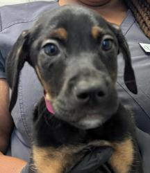 Shelter Stray Male Dog last seen Near Kearny Mesa Road, San Diego, CA, 92126, 5500 Gaines St, San Diego, CA 92110, USA