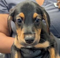 Shelter Stray Male Dog last seen Near Kearny Mesa Road, San Diego, CA, 92126, 5500 Gaines St, San Diego, CA 92110, USA