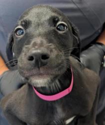 Shelter Stray Male Dog last seen Near Kearny Mesa Road, San Diego, CA, 92126, 5500 Gaines St, San Diego, CA 92110, USA