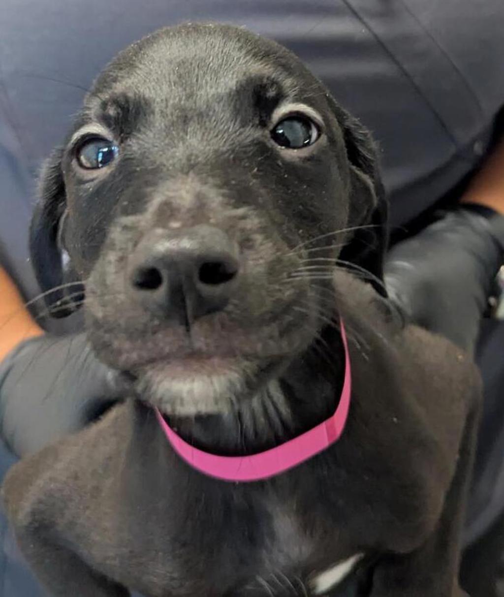 Shelter Stray Male Dog last seen Near Kearny Mesa Road, San Diego, CA, 92126, 5500 Gaines St, San Diego, CA 92110, USA