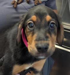 Shelter Stray Female Dog last seen Near Kearny Mesa Road, San Diego, CA, 92126, 5500 Gaines St, San Diego, CA 92110, USA