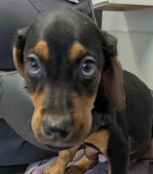 Shelter Stray Male Dog last seen Near Kearny Mesa Road, San Diego, CA, 92126, 5500 Gaines St, San Diego, CA 92110, USA
