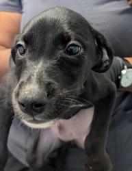 Shelter Stray Female Dog last seen Near Kearny Mesa Road, San Diego, CA, 92126, 5500 Gaines St, San Diego, CA 92110, USA