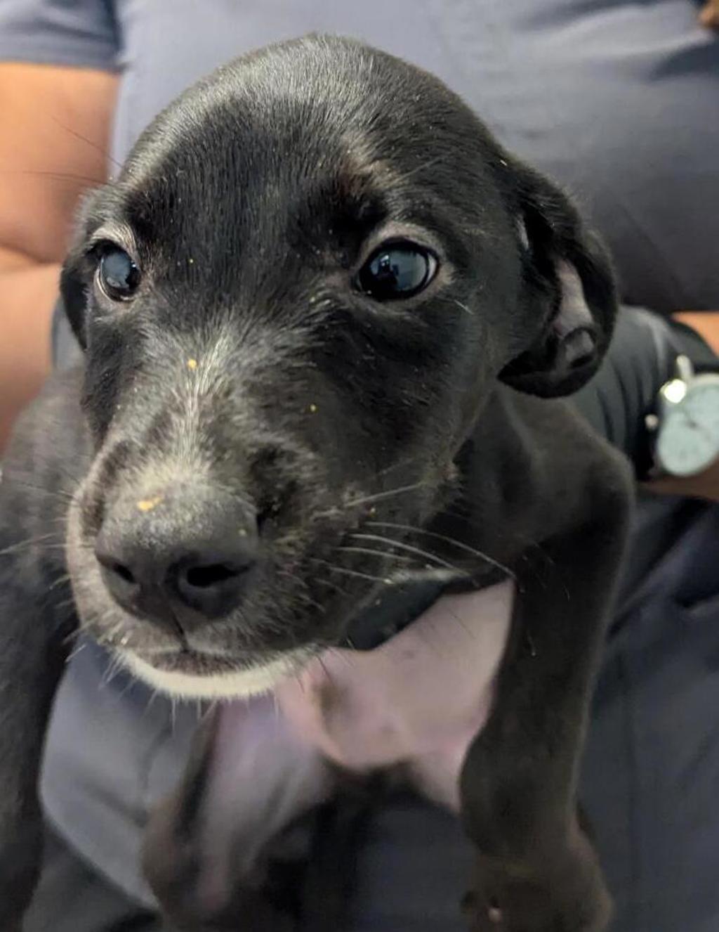 Shelter Stray Female Dog last seen Near Kearny Mesa Road, San Diego, CA, 92126, 5500 Gaines St, San Diego, CA 92110, USA