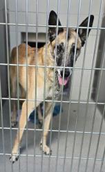 Shelter Stray Male Dog last seen Near CREEKSIDE CT, Santee, CA, 92071, El Cajon, CA 92020, USA