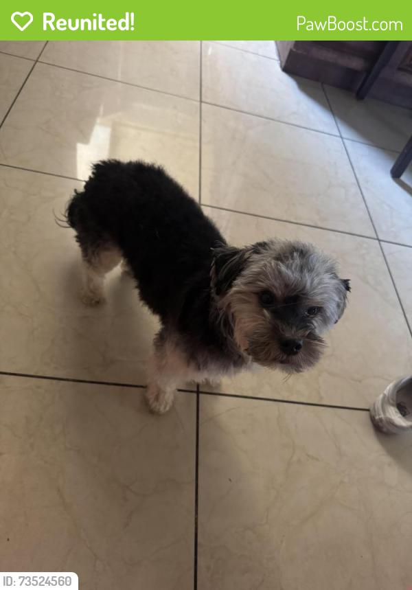 Reunited Male Dog last seen Olive/Mckinley Blackstone, Fresno, CA 93703