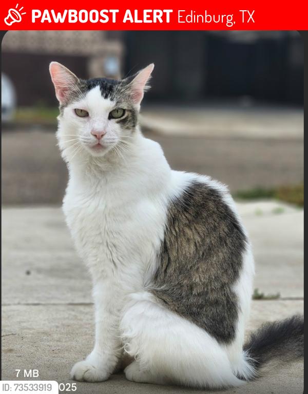 Lost Male Cat last seen Trenton and Raul Longoria, Edinburg, TX 78542