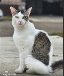 Lost Male Cat last seen Trenton and Raul Longoria, Edinburg, TX 78542