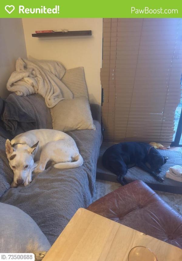 Reunited Female Dog last seen Leucadia Blvd and E Glaucus, Encinitas, CA 92024