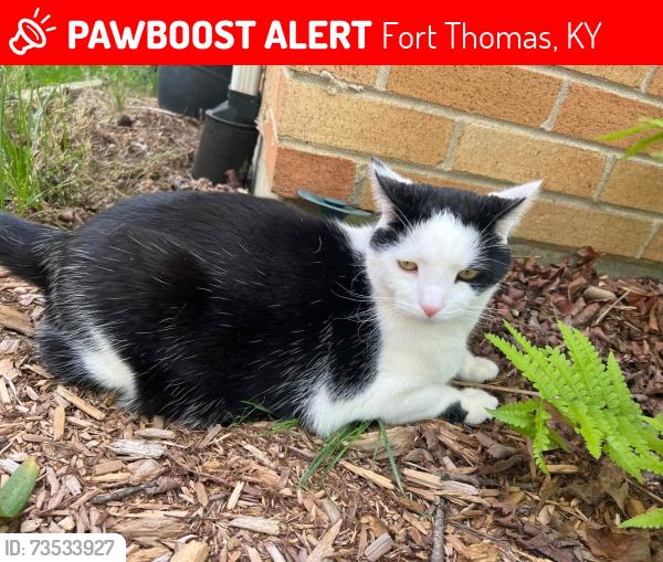 Lost Male Cat last seen Margrette, Fort Thomas, KY 41075