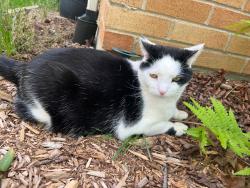 Lost Male Cat last seen Margrette, Fort Thomas, KY 41075
