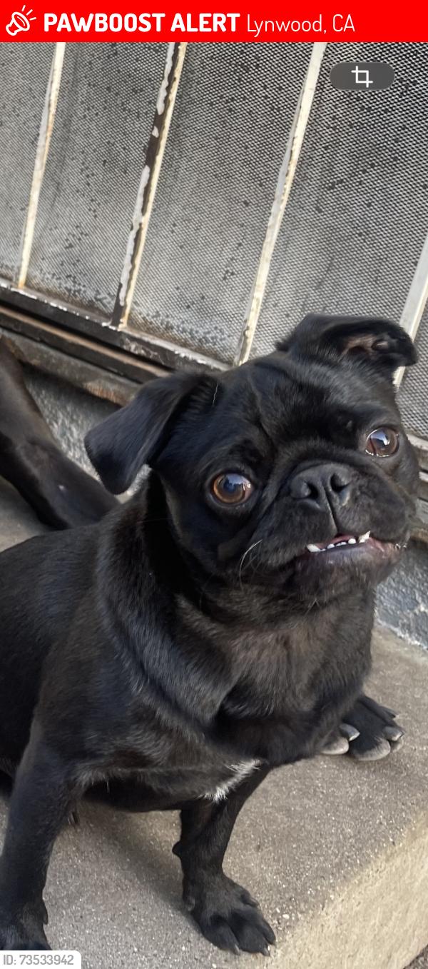 Lost Male Dog last seen Olanda and Manette, Lynwood, CA 90262
