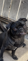 Lost Male Dog last seen Olanda and Manette, Lynwood, CA 90262