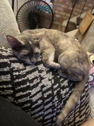 Lost Female Cat last seen Fruitridge Rd and 42nd street, Sacramento, CA 95824