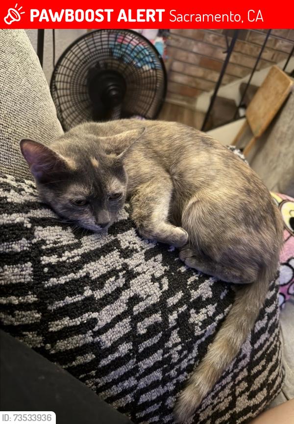 Lost Female Cat last seen Fruitridge Rd and 42nd street, Sacramento, CA 95824