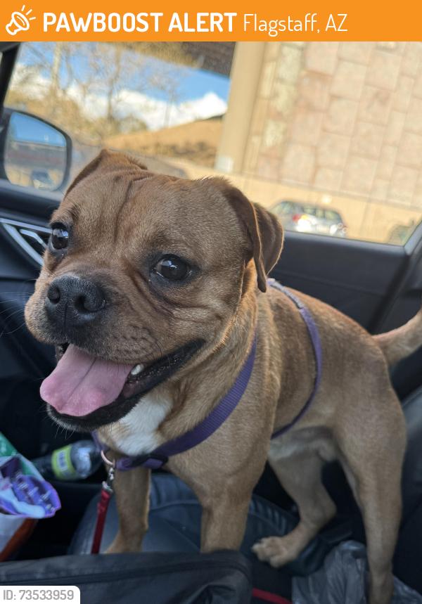 Found/Stray Male Dog last seen Bushmaster Park, Flagstaff, AZ 86004