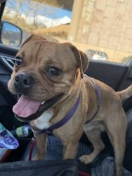 Found/Stray Male Dog last seen Bushmaster Park, Flagstaff, AZ 86004