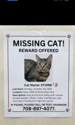 Reunited Male Cat last seen 139th and Richardson Ave., Robbins, IL 60472